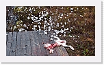 rabbit after ravens * 1000 x 563 * (805KB)